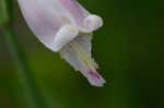 Rosebud orchid